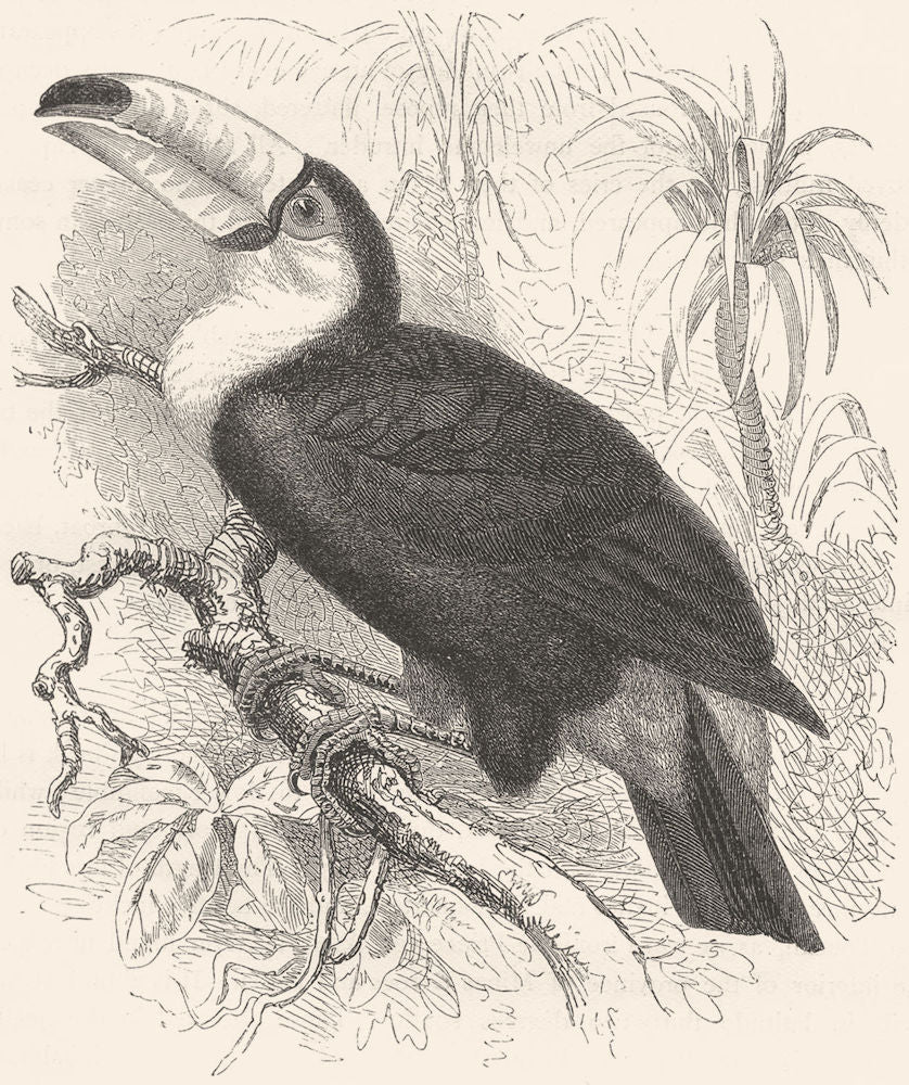 BIRDS. Searcher. Hornbill. Toco Toucan c1870 old antique vintage print picture